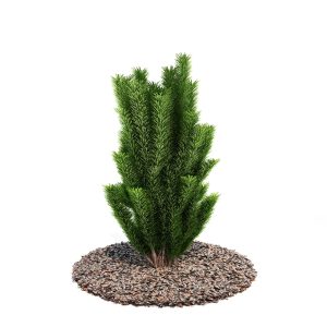دانلود آبجکت درختچه مدل Shrub-43