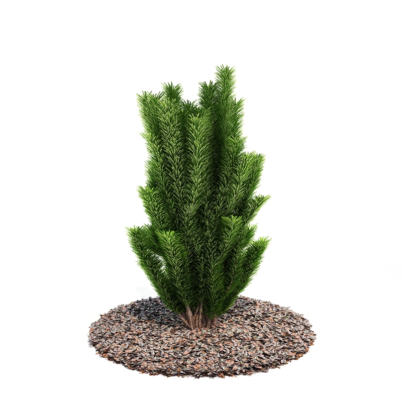 دانلود آبجکت درختچه مدل Shrub-43