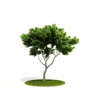 دانلود آبجکت درختچه مدل Shrub-46