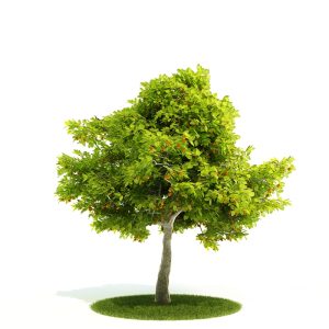 دانلود آبجکت درختچه مدل Shrub-47