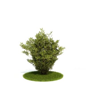 دانلود آبجکت درختچه مدل Shrub-5