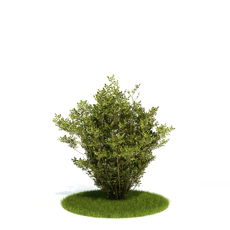 دانلود آبجکت درختچه مدل Shrub-5