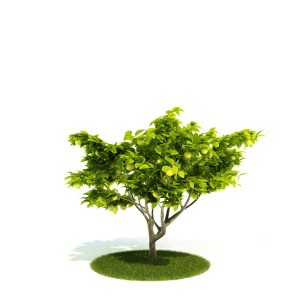 دانلود آبجکت درختچه مدل Shrub-50
