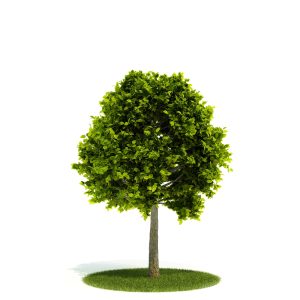 دانلود آبجکت درختچه مدل Shrub-51