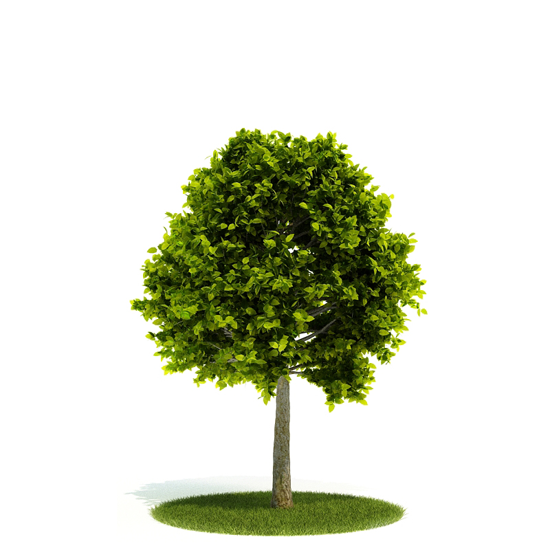 دانلود آبجکت درختچه مدل Shrub-51