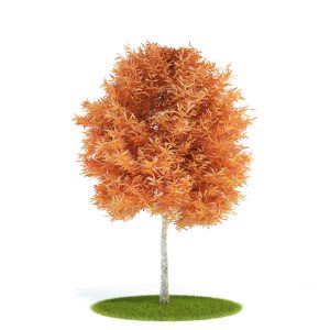 دانلود آبجکت درختچه مدل Shrub-52