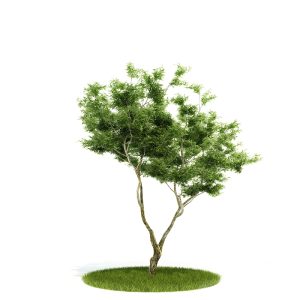 دانلود آبجکت درختچه مدل Shrub-53
