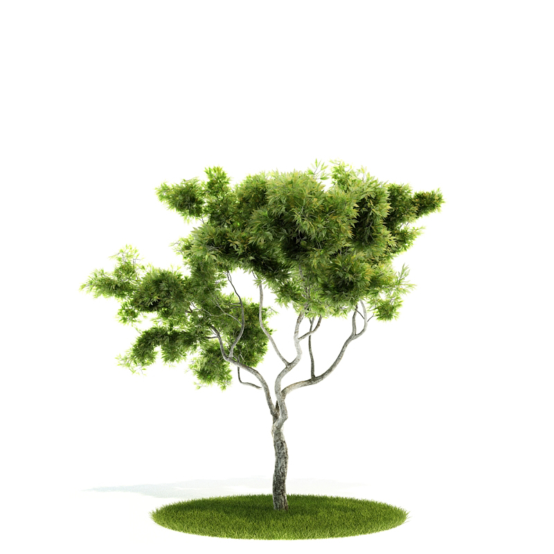 دانلود آبجکت درختچه مدل Shrub-54