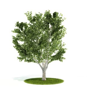 دانلود آبجکت درختچه مدل Shrub-55
