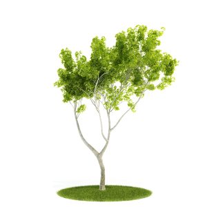 دانلود آبجکت درختچه مدل Shrub-56