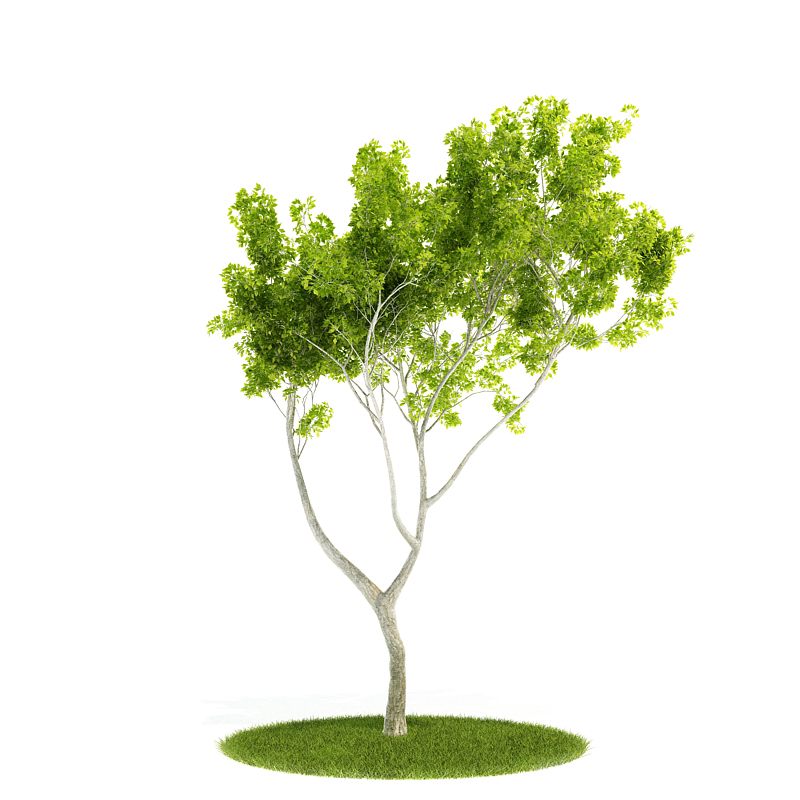 دانلود آبجکت درختچه مدل Shrub-56