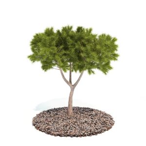 دانلود آبجکت درختچه مدل Shrub-58