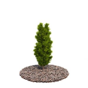 دانلود آبجکت درختچه مدل Shrub-59