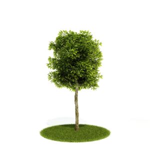 دانلود آبجکت درختچه مدل Shrub-60