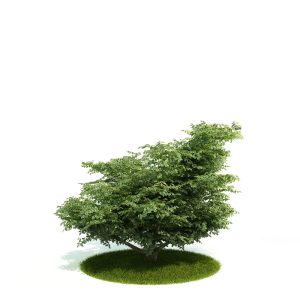 دانلود آبجکت درختچه مدل Shrub-8