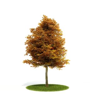دانلود آبجکت درختچه مدل Shrub-9