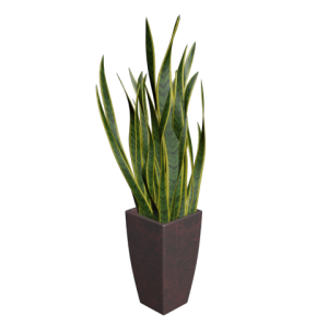 دانلود آبجکت گل (سانسوریا) مدل Floret-63